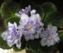 dimetris.com.ua:альбомы:almeris:neptunes_jewels.jpg