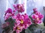 dimetris.com.ua:альбомы:angelina:анжелика_в_гневе.jpg