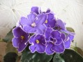 dimetris.com.ua:альбомы:angelina:blue_aura.jpg