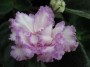 dimetris.com.ua:альбомы:angelina:fredettes_sweet_janny.jpg