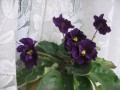 dimetris.com.ua:альбомы:angelina:lyons_plum_pudding.jpg