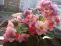 dimetris.com.ua:альбомы:angelina:macs_southern_springtime.jpg