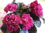 dimetris.com.ua:альбомы:angelina:ness_antique_red.jpg