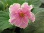 dimetris.com.ua:альбомы:angelina:pink_amiss.jpg