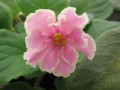 dimetris.com.ua:альбомы:angelina:pink_amiss.jpg
