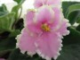 dimetris.com.ua:альбомы:angelina:pink_summit.jpg