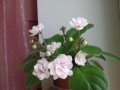 dimetris.com.ua:альбомы:angelina:robs_vanilla_trail.jpg