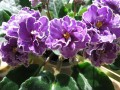 dimetris.com.ua:альбомы:angelina:ultra_violet_nebula.jpg