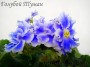 dimetris.com.ua:альбомы:angelket:голубой_туман.jpg