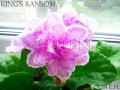 dimetris.com.ua:альбомы:angelket:kings_ransom.jpg