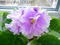 dimetris.com.ua:альбомы:angelket:louisiana_lullaby.jpg