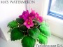 dimetris.com.ua:альбомы:angelket:mas_watermelon.jpg