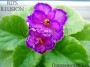 dimetris.com.ua:альбомы:angelket:rds_illusion.jpg
