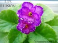 dimetris.com.ua:альбомы:angelket:rds_illusion.jpg