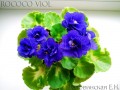 dimetris.com.ua:альбомы:angelket:rococo_viol.jpg