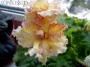 dimetris.com.ua:альбомы:angelket:sunkissed_rose.jpg