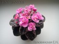 dimetris.com.ua:альбомы:angelket:tiny_dancer.jpg