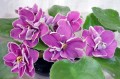 dimetris.com.ua:альбомы:appolinariya:ек-магия_любви.jpg