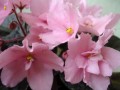 dimetris.com.ua:альбомы:appolinariya:рс-знойное_лето.jpg
