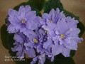 dimetris.com.ua:альбомы:bonchik888:гюйс_гардемарина.jpg