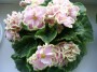 dimetris.com.ua:альбомы:bonchik888:конфетка_макуни.jpg