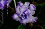 dimetris.com.ua:альбомы:bonchik888:blue_dragon.jpg