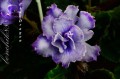 dimetris.com.ua:альбомы:bonchik888:blue_dragon.jpg