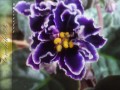 dimetris.com.ua:альбомы:bonchik888:butterfly.jpg