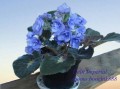 dimetris.com.ua:альбомы:bonchik888:delft_imperial.jpg