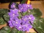 dimetris.com.ua:альбомы:bonchik888:lyons_midnight_waves.jpg