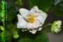 dimetris.com.ua:альбомы:bonchik888:sunkissed_rose.jpg