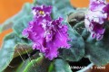 dimetris.com.ua:альбомы:cipariss:анжелика_в_гневе.jpg
