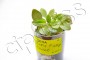 dimetris.com.ua:альбомы:cipariss:robs-fuzzy-navel.jpg