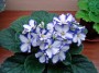 dimetris.com.ua:альбомы:diny721:linda.jpg