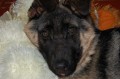 dimetris.com.ua:альбомы:elen:амор.jpg