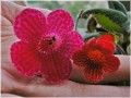 dimetris.com.ua:альбомы:evergreen:колерия_малиновая_гигантка_и_вишенка.jpg