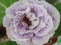 dimetris.com.ua:альбомы:floksana:биссер_одесский.jpg