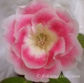 dimetris.com.ua:альбомы:floksana:королева_мая.jpg