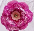 dimetris.com.ua:альбомы:floksana:мириоран.jpg