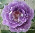 dimetris.com.ua:альбомы:floksana:blue_perfect.jpg