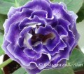 dimetris.com.ua:альбомы:floksana:blue_spring.jpg