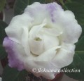 dimetris.com.ua:альбомы:floksana:delightful_bride.jpg