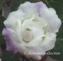 dimetris.com.ua:альбомы:floksana:delightful_bride.jpg