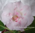 dimetris.com.ua:альбомы:floksana:pink_marble.jpg