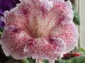 dimetris.com.ua:альбомы:floksana:wizerdry.jpg