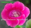 dimetris.com.ua:альбомы:gloxinia:полуминиатюрная_глоксиния_сиреневое_утро.jpg
