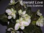 dimetris.com.ua:альбомы:kateha:emerald_love.jpg
