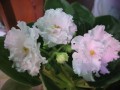 dimetris.com.ua:альбомы:kati:ек-белая_королева.jpg