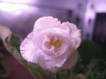 dimetris.com.ua:альбомы:kati:ек-сахарная_роза.jpg