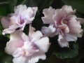dimetris.com.ua:альбомы:kati:ек-фантастический_сон.jpg